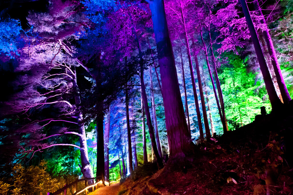 The Enchanted Forest - October 2012